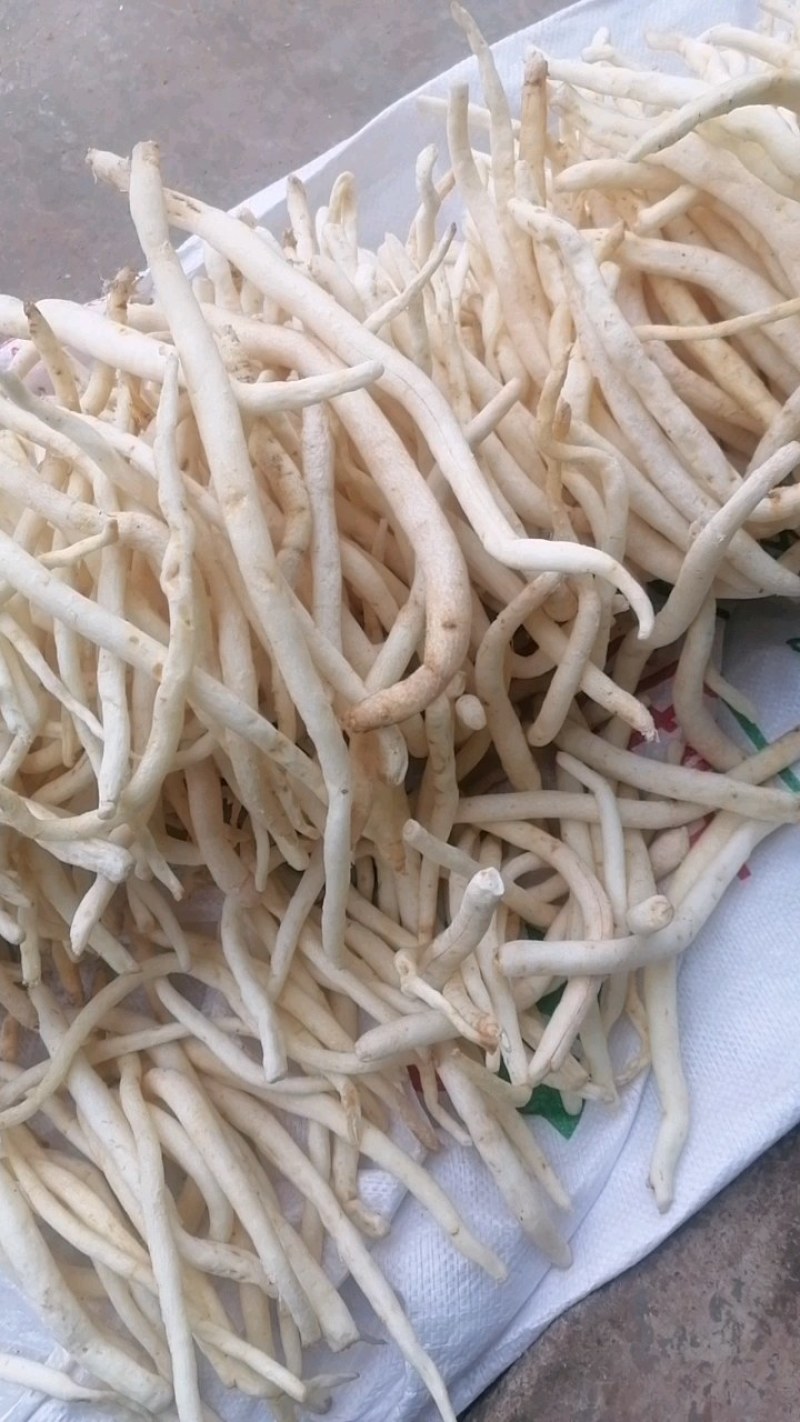 川明参