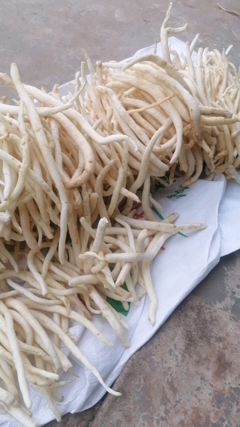 川明参