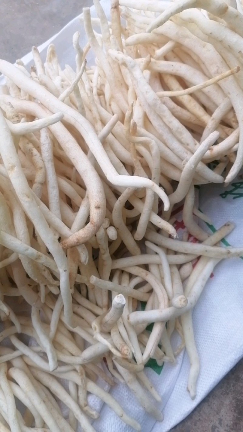 川明参