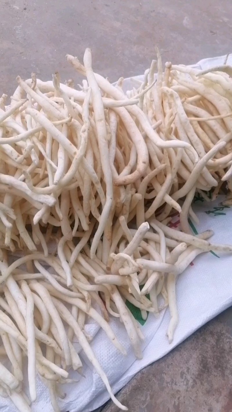 川明参