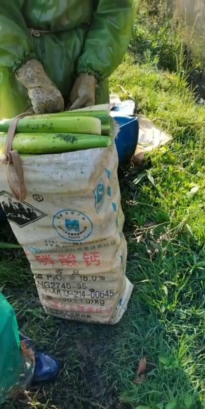 精品茭白已经开始上市采割，规格全，基地价出，一手货源