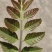 香椿芽