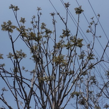 香椿芽