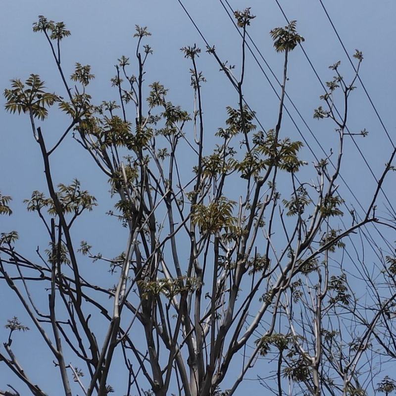 香椿芽