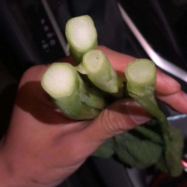 广东菜心了，上海青菜苔，精品货，大量供应食堂，超市
