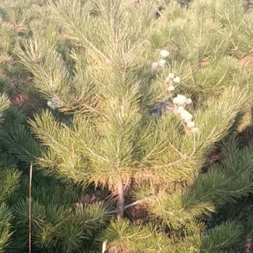 定植油松土球苗，1米到3.5米都有货