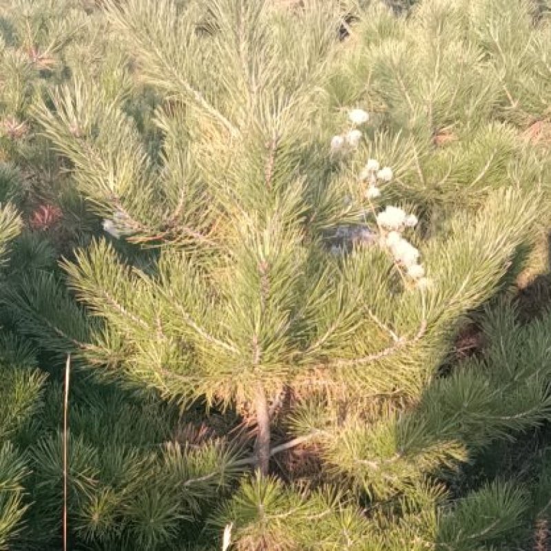 定植油松土球苗，1米到3.5米都有货
