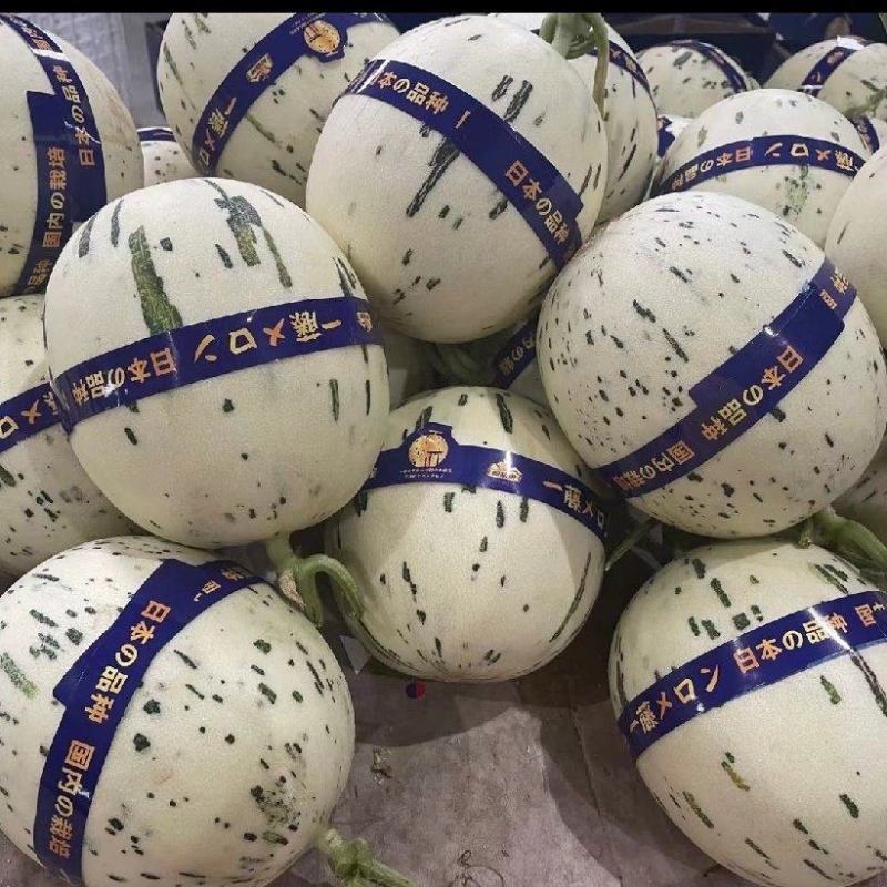 蜜露甜瓜蜜瓜甜瓜.产地供应，电商市场对接欢迎老板采购