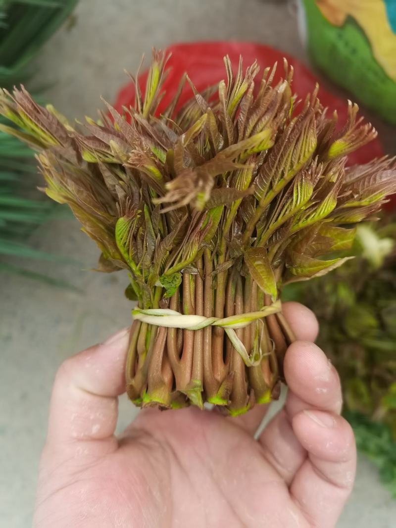 香椿芽