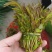 香椿芽