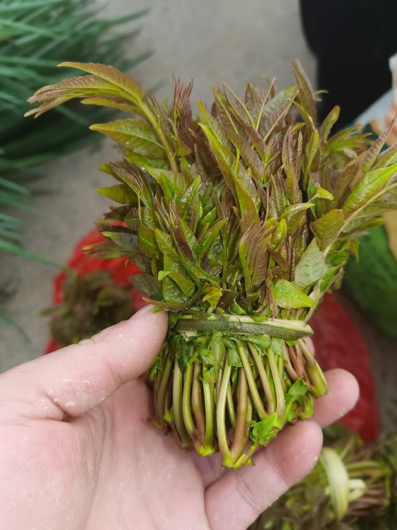 香椿芽