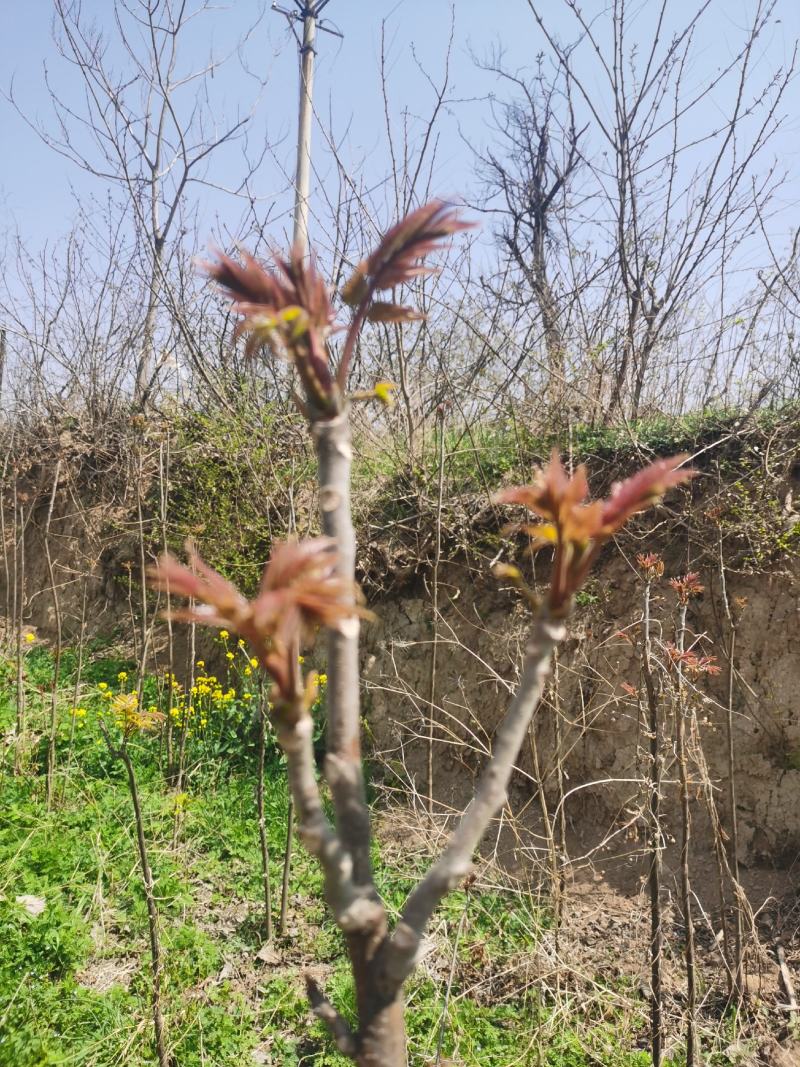 香椿芽