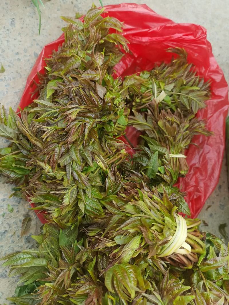香椿芽
