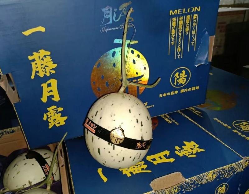 蜜露甜瓜蜜瓜甜瓜.产地供应，电商市场对接欢迎老板采购