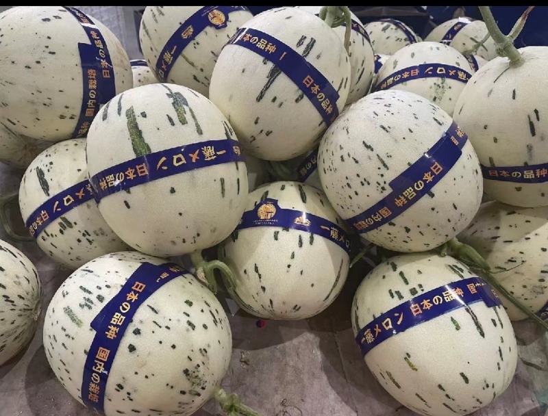 蜜露甜瓜蜜瓜甜瓜.产地供应，电商市场对接欢迎老板采购