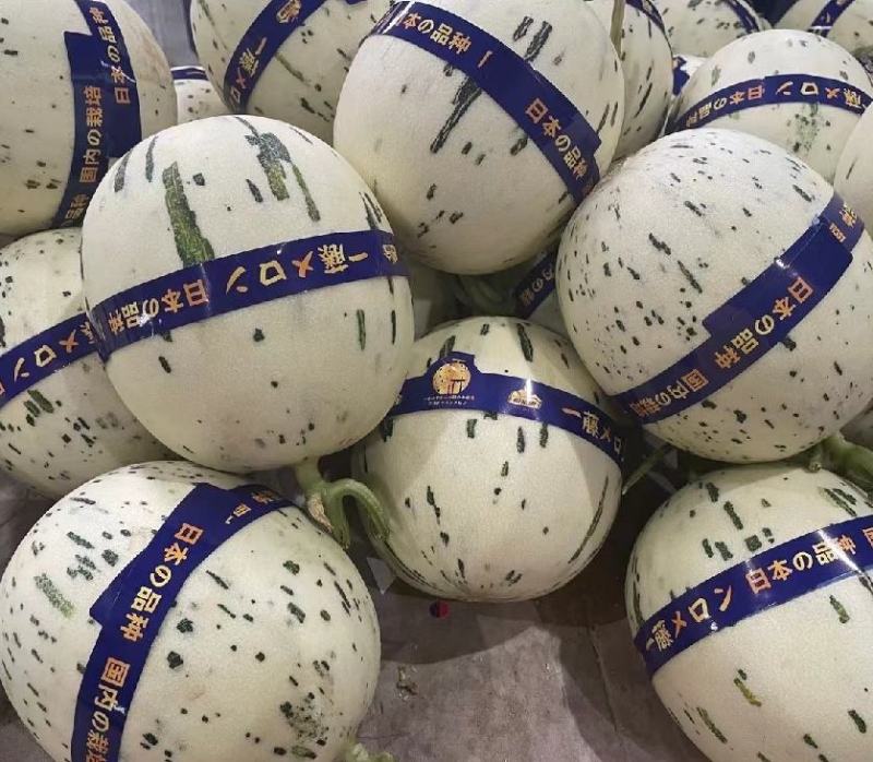蜜露甜瓜蜜瓜甜瓜.产地供应，电商市场对接欢迎老板采购