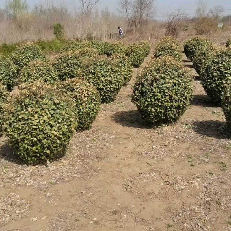 卫矛球产地直销自产自销质优价廉品质保证欢迎订购