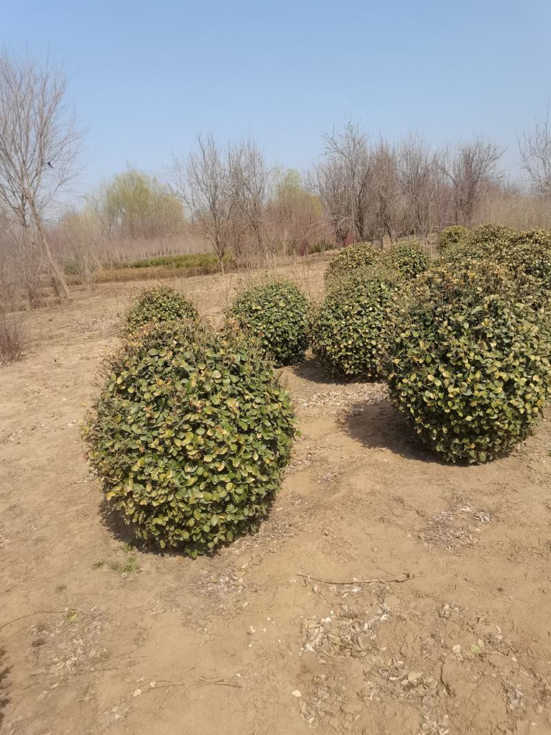 卫矛球产地直销自产自销质优价廉品质保证欢迎订购