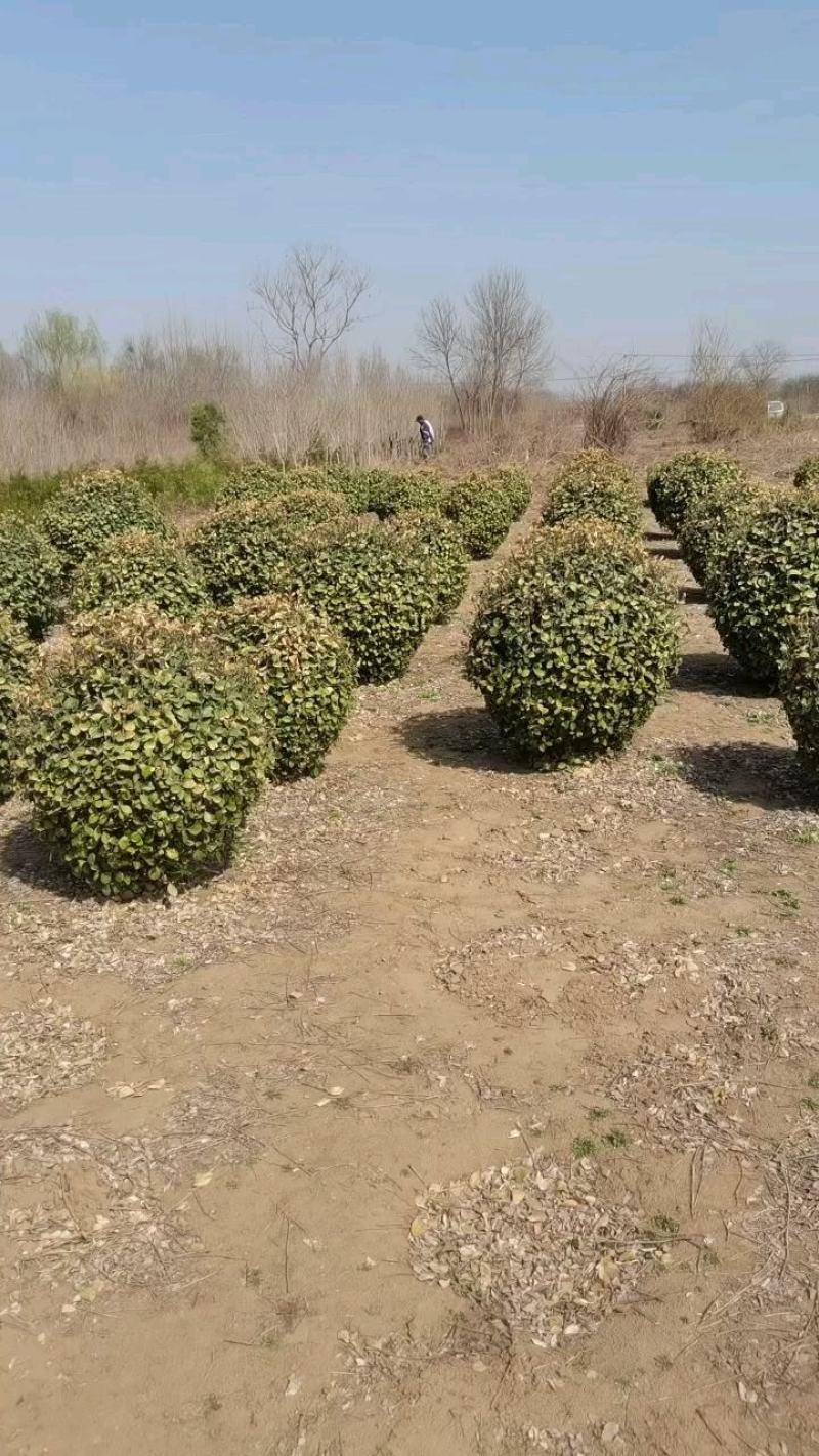 卫矛球产地直销自产自销质优价廉品质保证欢迎订购
