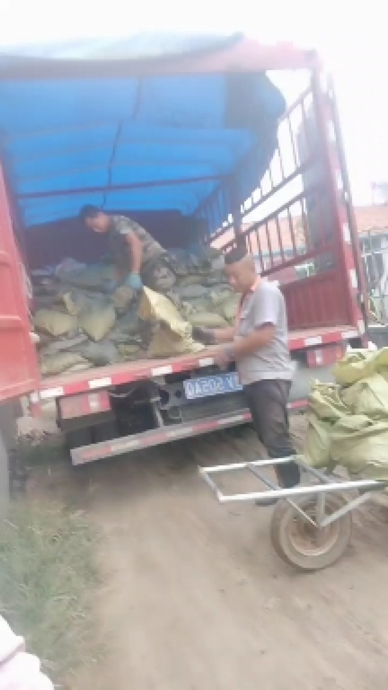 山东兰花三七基地，大量有货，质量好价格低