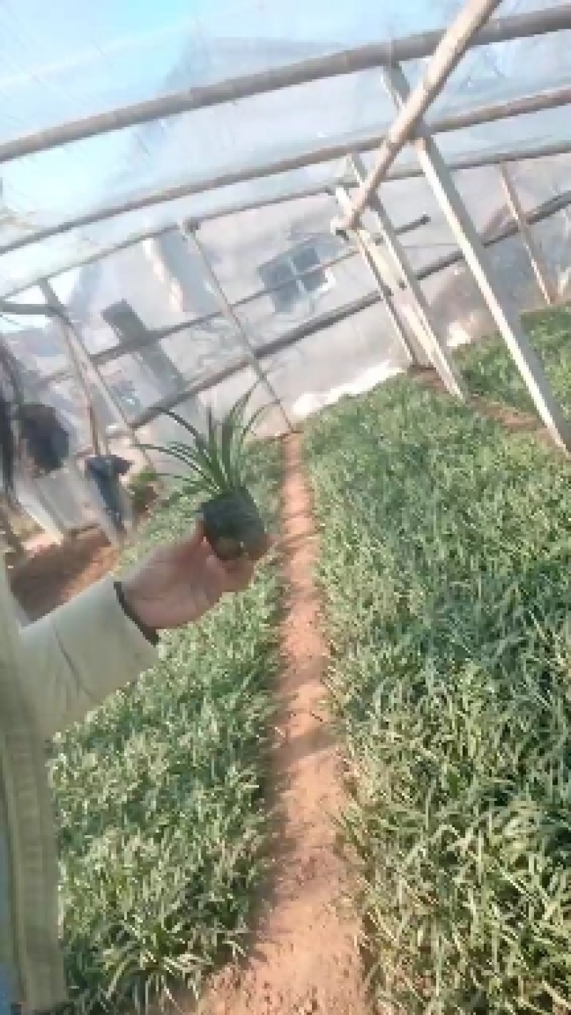 山东兰花三七基地，大量有货，质量好价格低