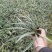 山东兰花三七基地,大量有货,质量好价格低