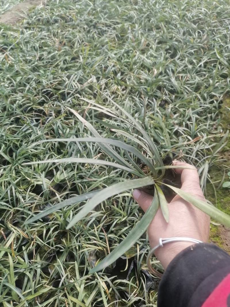 山东兰花三七基地，大量有货，质量好价格低