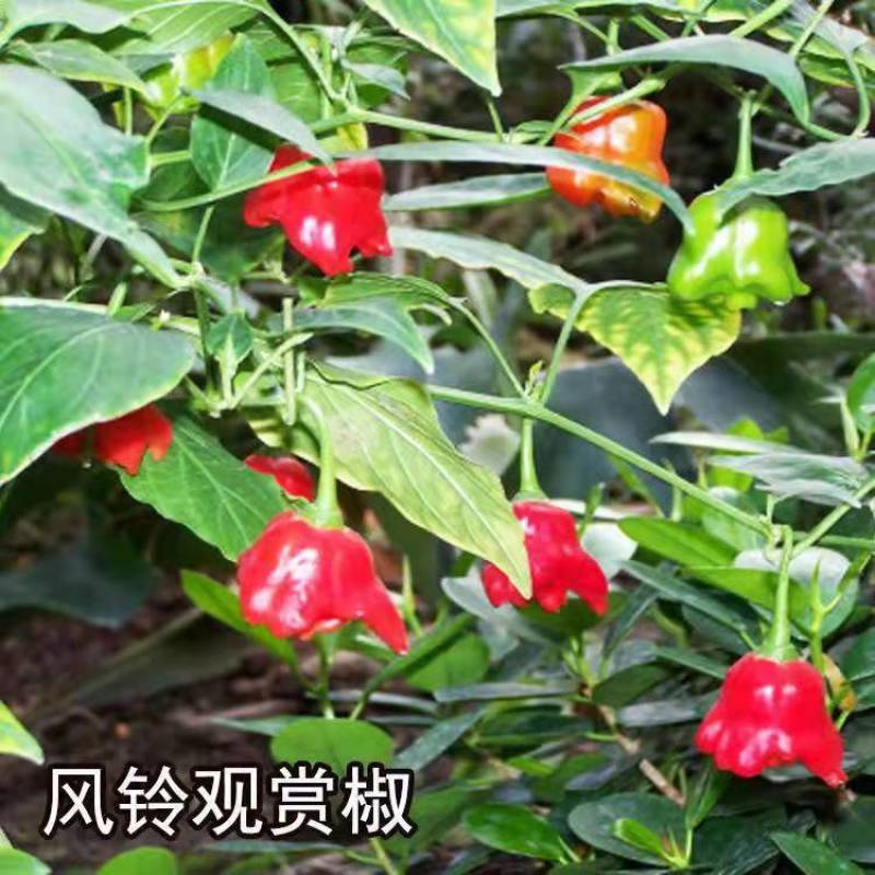 风铃观赏椒种子高产特色早熟小灯笼辣椒观赏可食用四季播蔬菜
