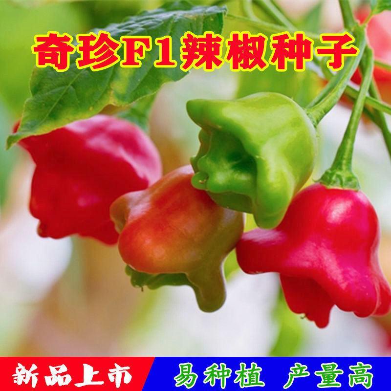 风铃观赏椒种子高产特色早熟小灯笼辣椒观赏可食用四季播蔬菜
