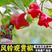 风铃观赏椒种子高产特色早熟小灯笼辣椒观赏可食用四季播蔬菜