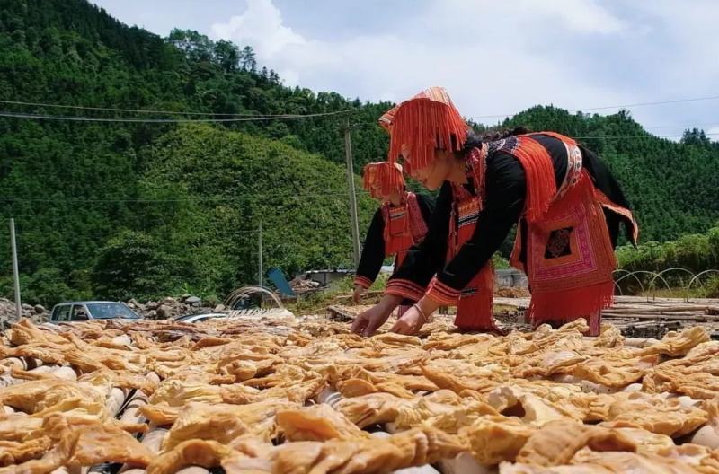 黄笋干
