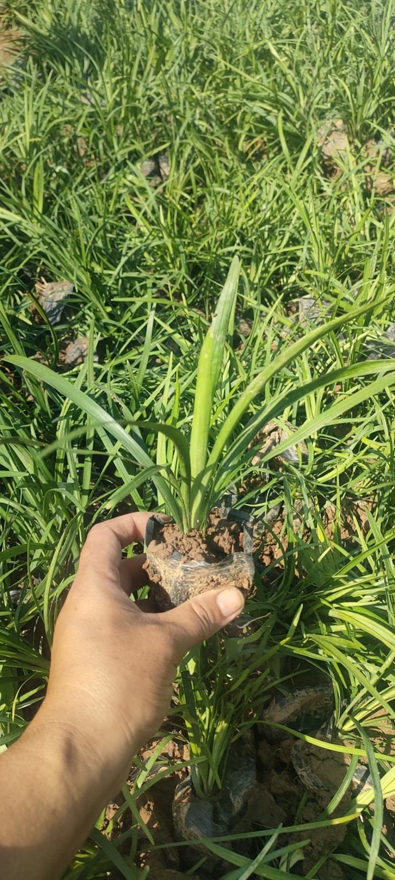 山东兰花三七基地，大量有货，质量好价格低