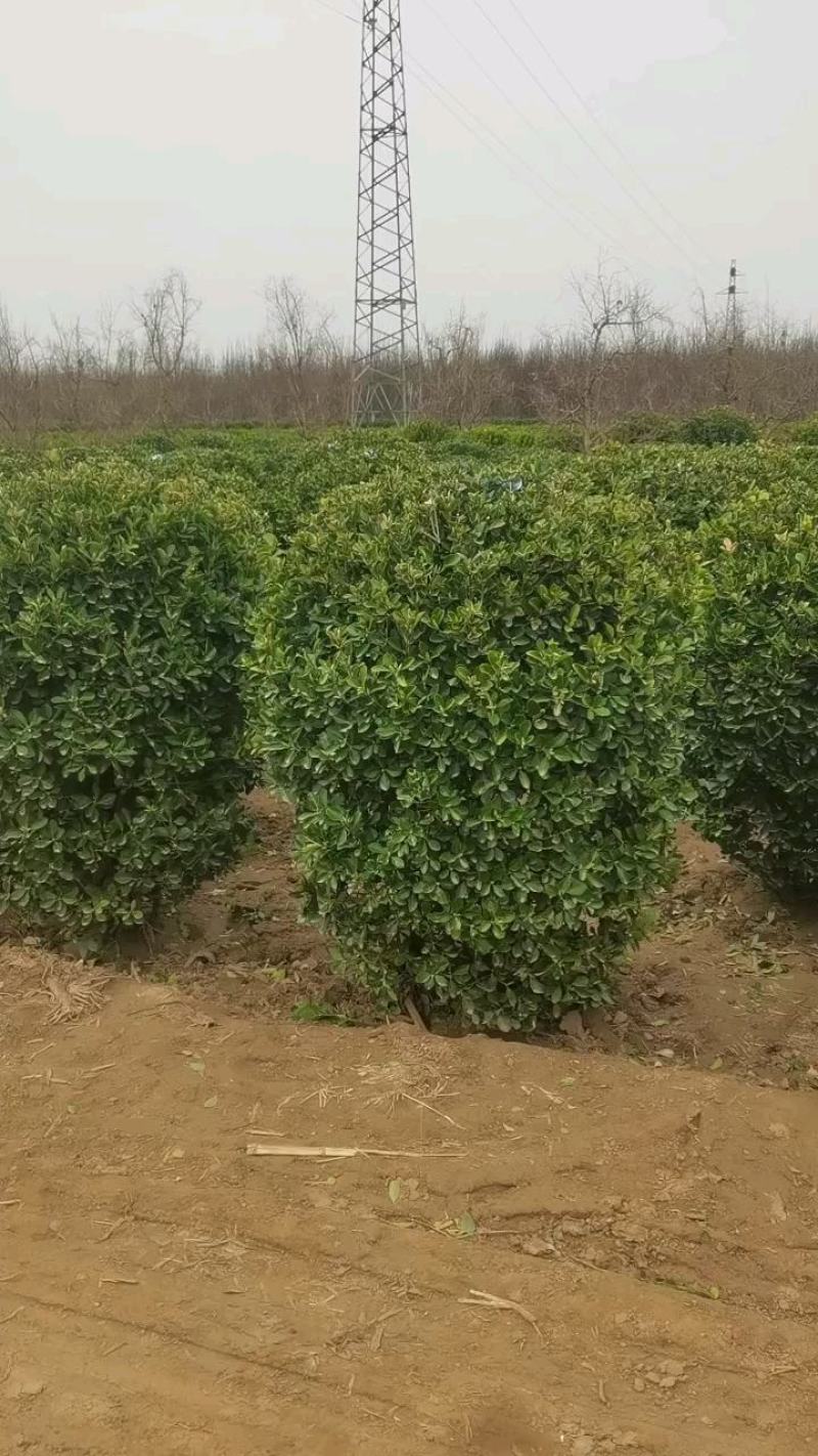 卫矛球产地直销自产自销质优价廉品质保证欢迎订购