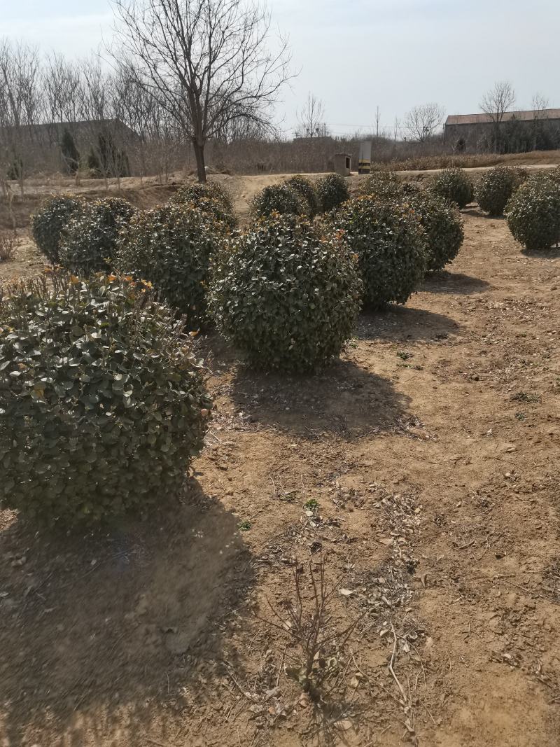 卫矛球产地直销自产自销质优价廉品质保证欢迎订购