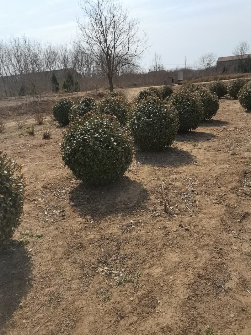 卫矛球产地直销自产自销质优价廉品质保证欢迎订购