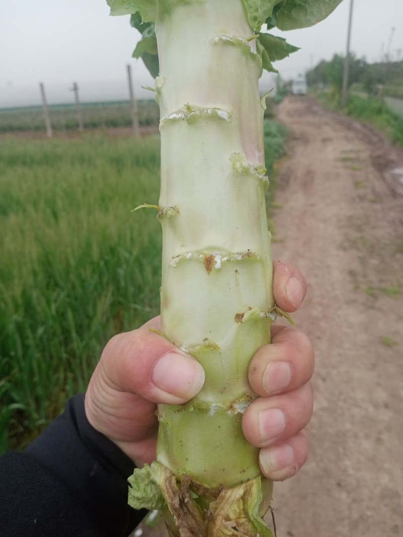 精品红叶莴笋光杆司令，无空心，无开花，无脱节，肉质细腻。