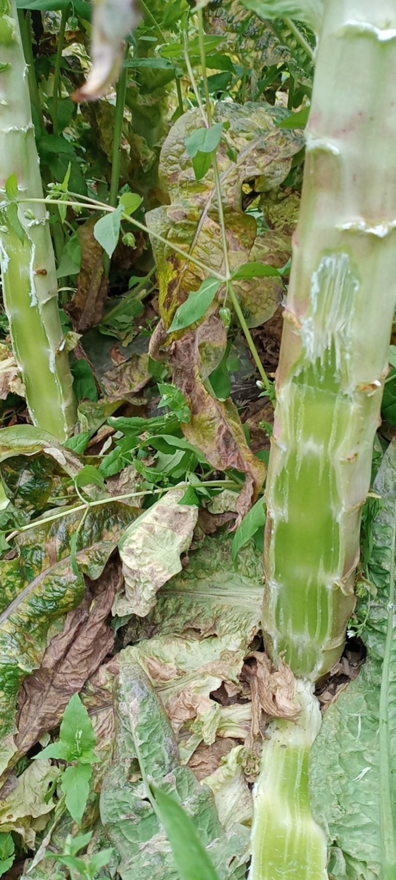 精品红叶莴笋光杆司令，无空心，无开花，无脱节，肉质细腻。
