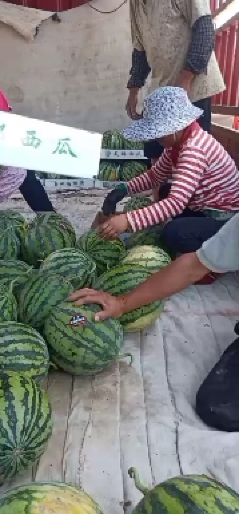 和县彩椒