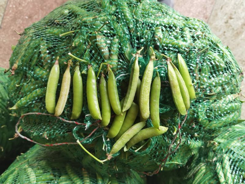 【优质供应商】湖北青豌豆大量上市，供应农贸市场商场超市