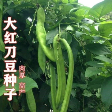 刀豆种子大红刀豆巨型大豆角种籽巴西豆四季蔬菜爬藤菜豆角种
