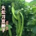 刀豆种子大红刀豆巨型大豆角种籽巴西豆四季蔬菜爬藤菜豆角种