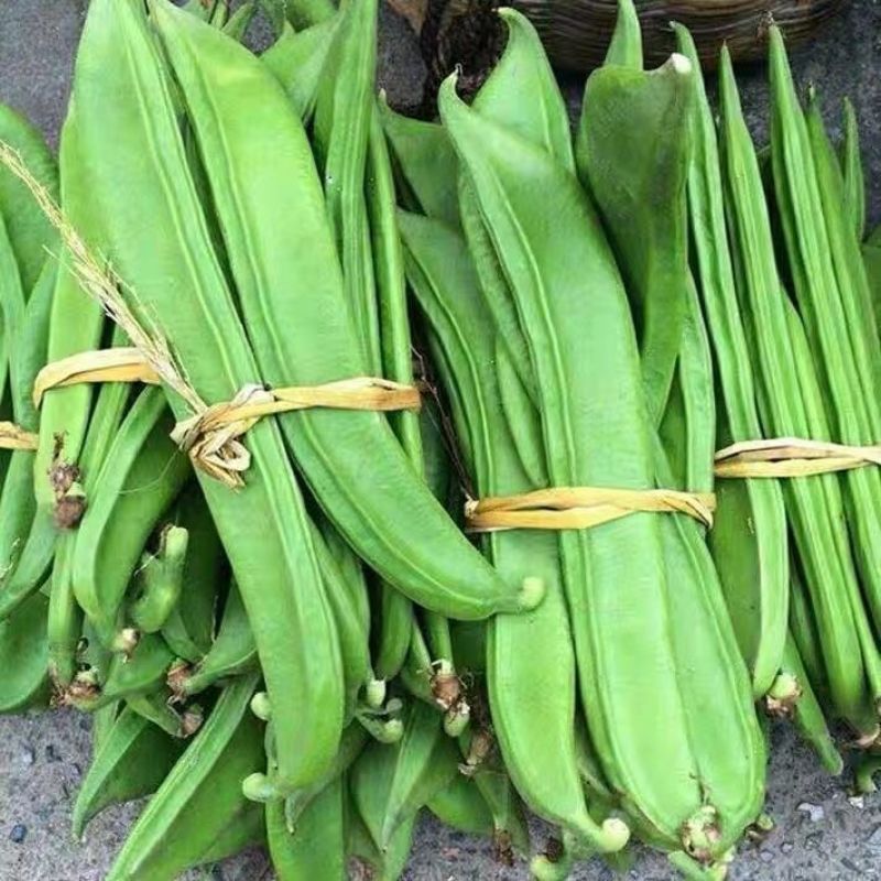 刀豆种子大红刀豆巨型大豆角种籽巴西豆四季蔬菜爬藤菜豆角种