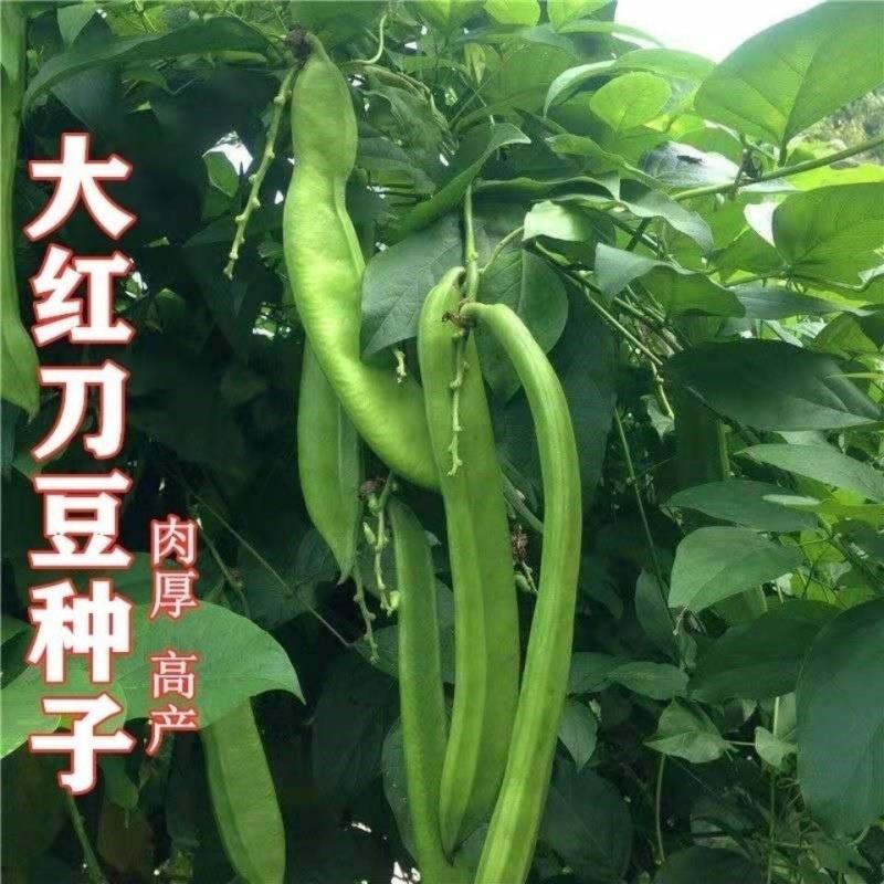 刀豆种子大红刀豆巨型大豆角种籽巴西豆四季蔬菜爬藤菜豆角种