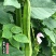 刀豆种子大红刀豆巨型大豆角种籽巴西豆四季蔬菜爬藤菜豆角种