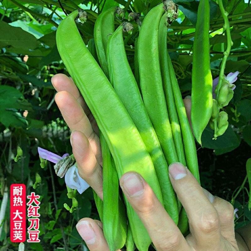 刀豆种子大红刀豆巨型大豆角种籽巴西豆四季蔬菜爬藤菜豆角种