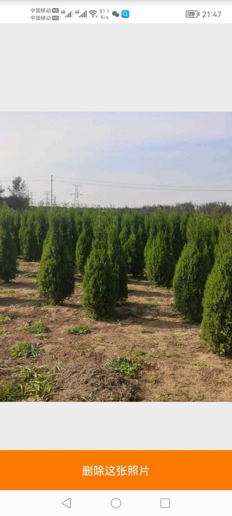 望都塔块塔柏大量上市产地直销成活率高欢迎订购