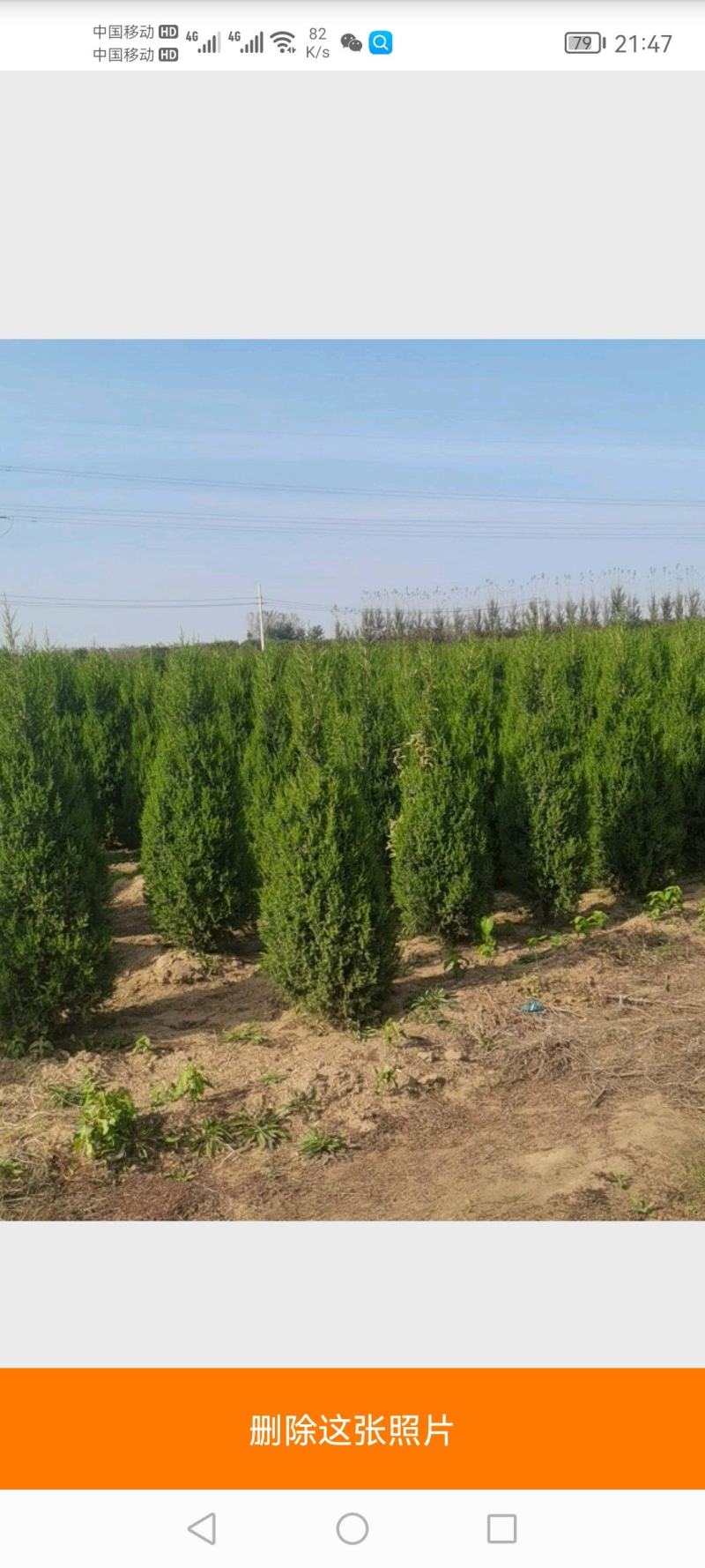 望都塔块塔柏大量上市产地直销成活率高欢迎订购