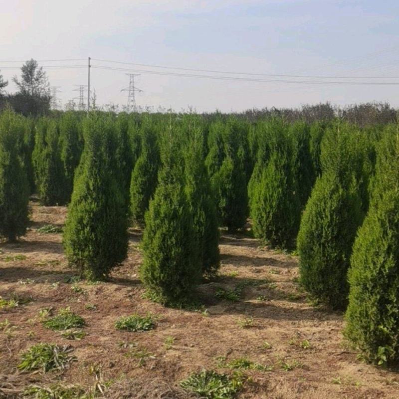望都塔块塔柏大量上市产地直销成活率高欢迎订购