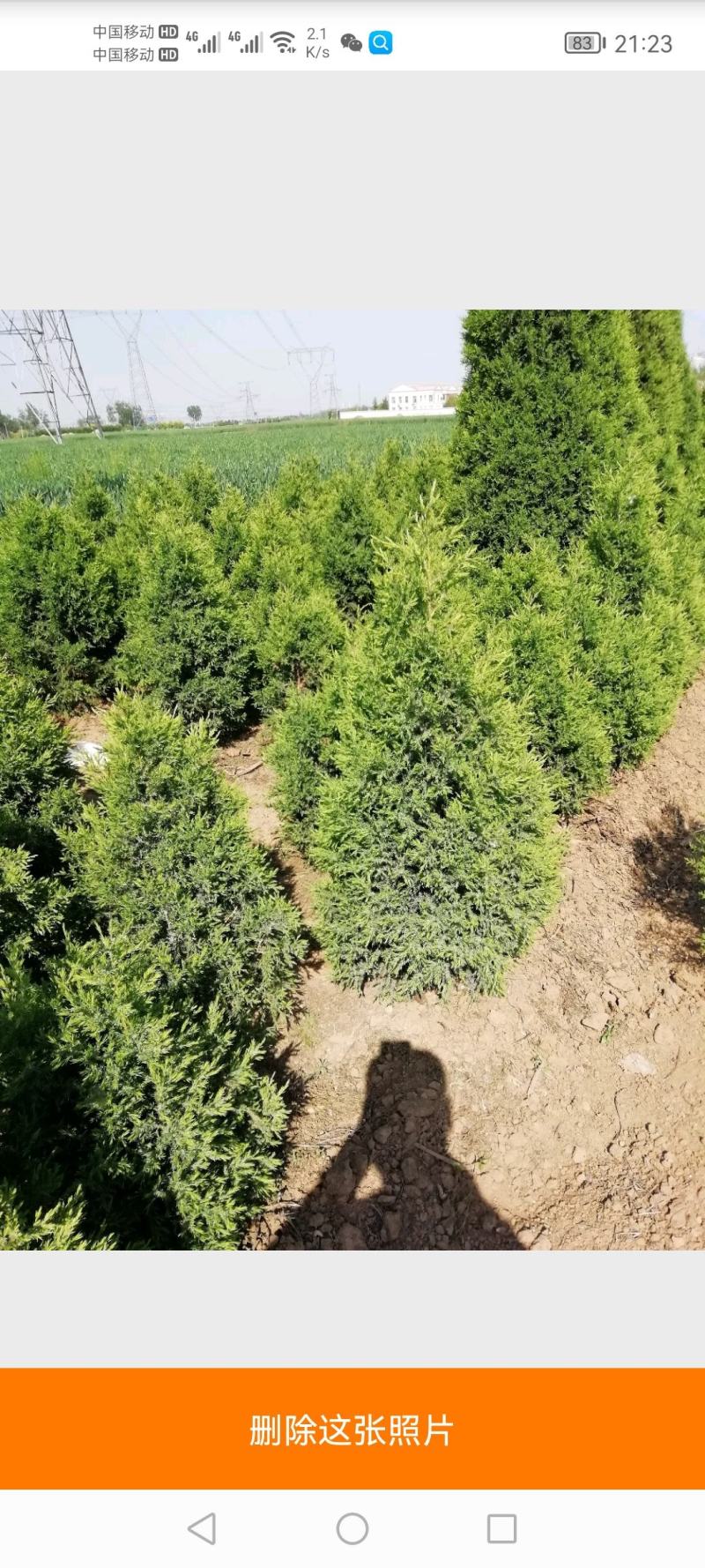 望都塔块塔柏大量上市产地直销成活率高欢迎订购