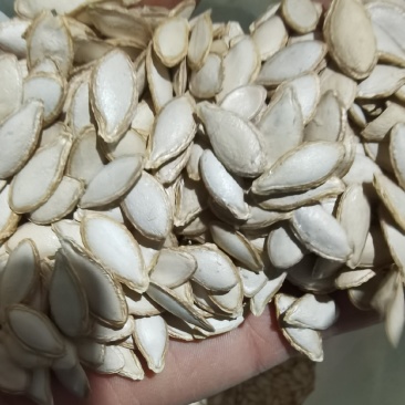 云南毛边南瓜子中大片土南瓜籽
